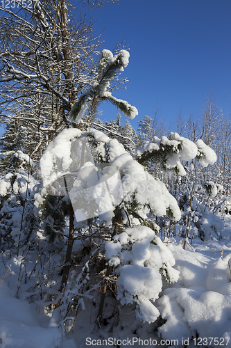 Image of Trees in winter