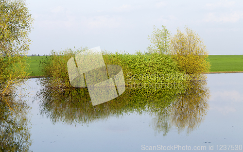 Image of trees on the river