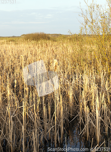 Image of reed spring