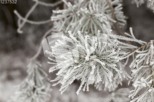 Image of Frost on needles of pine