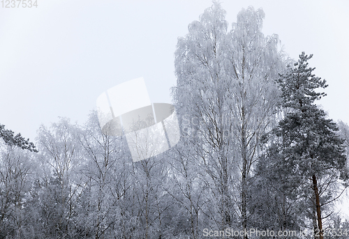 Image of Hoarfrost on trees