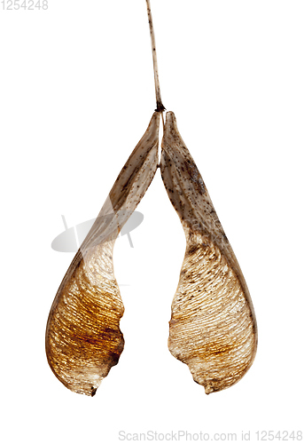 Image of seeds of maple