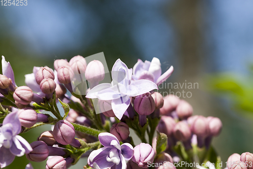 Image of purple flowers