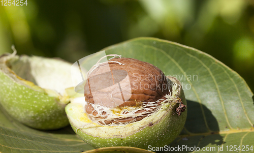 Image of walnuts in shell