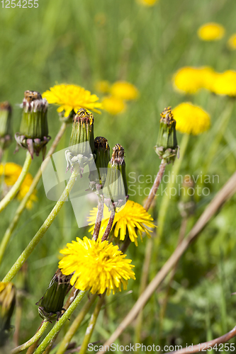 Image of yellow beautiful flowers dandelions