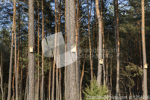 Image of new wooden birdhouses