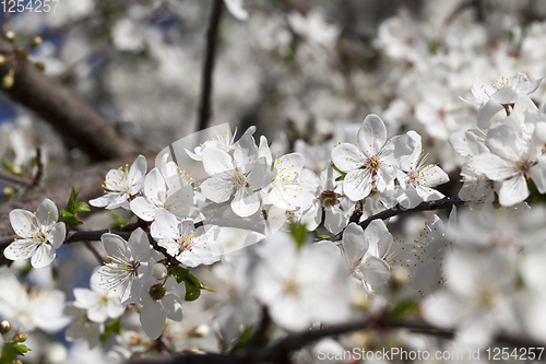 Image of small white cherry flowers