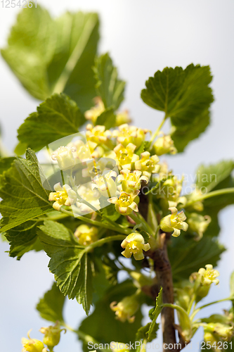 Image of green blackcurrant flowers