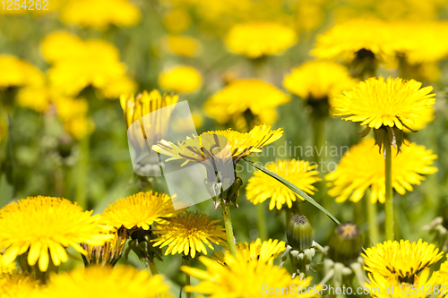 Image of yellow beautiful flowers dandelions