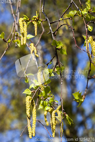 Image of young birch,