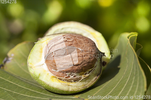 Image of walnuts in shell