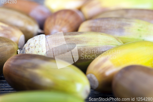 Image of colored yellow and brown acorns