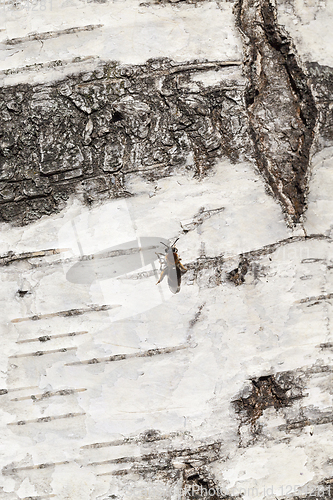 Image of white striped birch bark