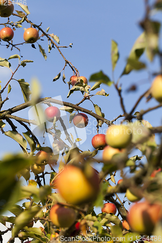 Image of ripe whist apples