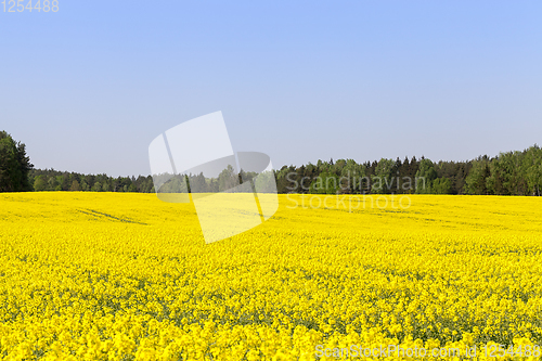 Image of yellow rapeseed field