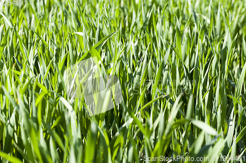 Image of blades of wheat