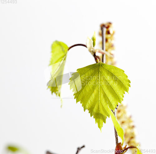 Image of leaves of birch