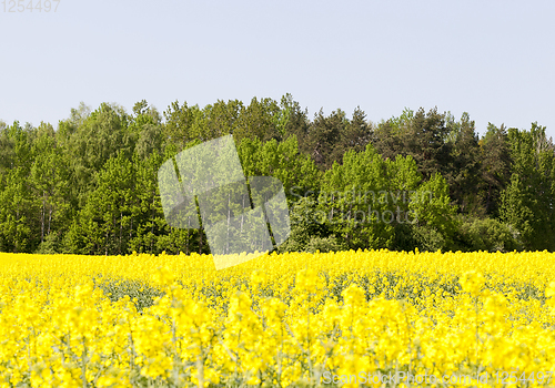 Image of yellow rapeseed field