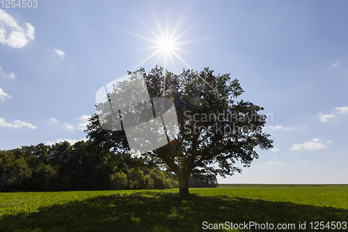 Image of oak with foliage