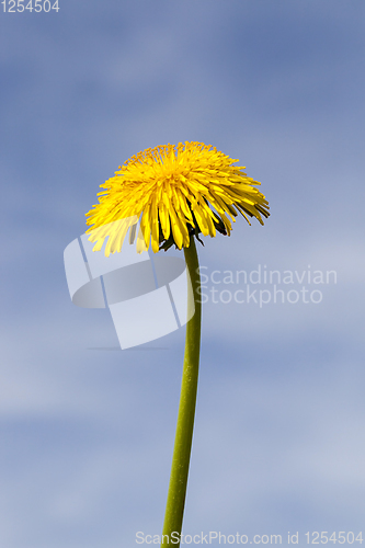 Image of yellow dandelion