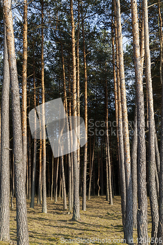 Image of summer landscape