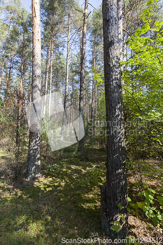 Image of forest, autumn