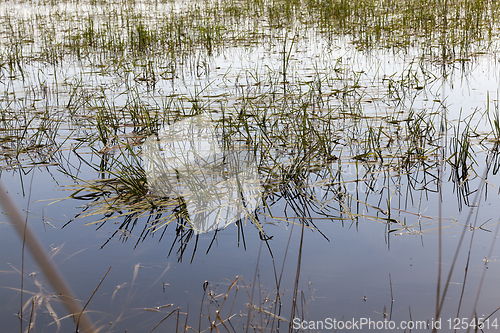 Image of European swamps