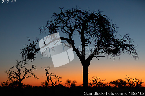 Image of African sunset with tree in front