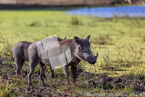 Image of Warthog Botswana safari wildlife