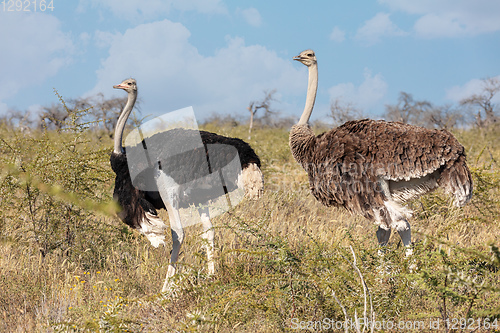 Image of Ostrich, in Etosha, Africa wildlife safari