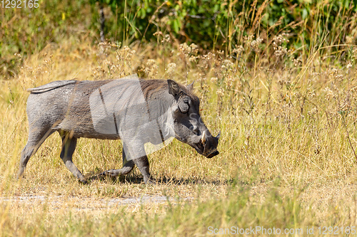 Image of Warthog Botswana safari wildlife