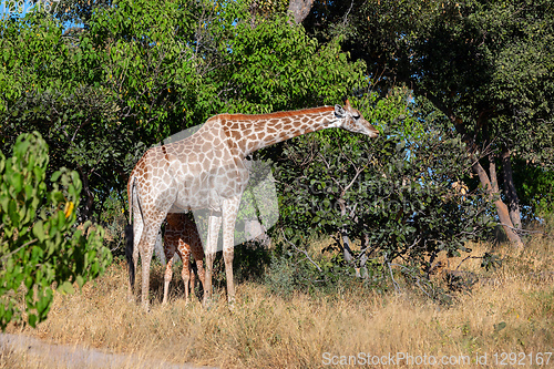 Image of giraffe with calf, Africa wildlife safari
