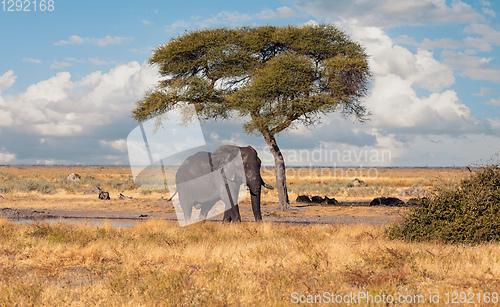 Image of African Elephant, Botswana safari wildlife