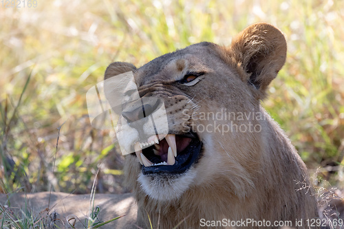 Image of lion without a mane Botswana Africa safari wildlife