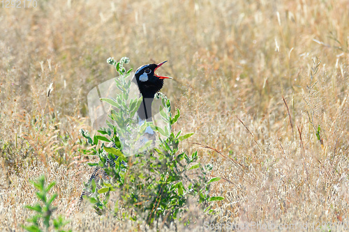 Image of Northern Black Korhaan Namibia, Africa safari wildlife