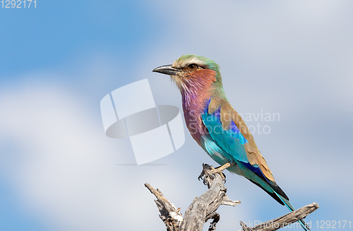 Image of Lilac-brested roller, africa safari wildlife