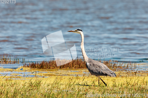 Image of cattle egret Botswana Africa safari wildlife