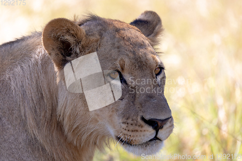 Image of lion without a mane Botswana Africa safari wildlife