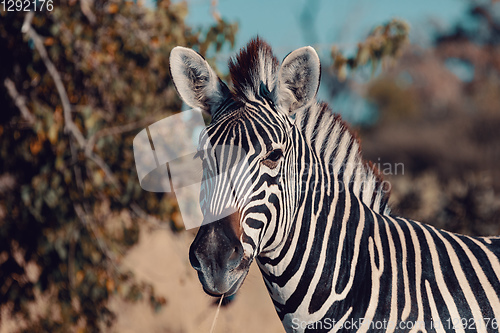 Image of zebra foal Botswana Africa wildlife safari