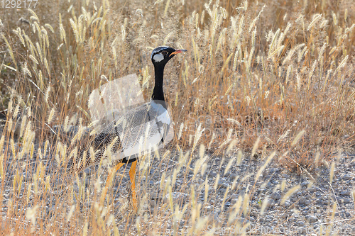 Image of Northern Black Korhaan Namibia, Africa safari wildlife