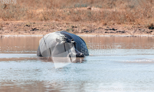 Image of Hippopotamus Botswana Africa Safari Wildlife