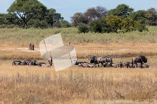 Image of Blue Wildebeest Botswana Africa wildlife safari