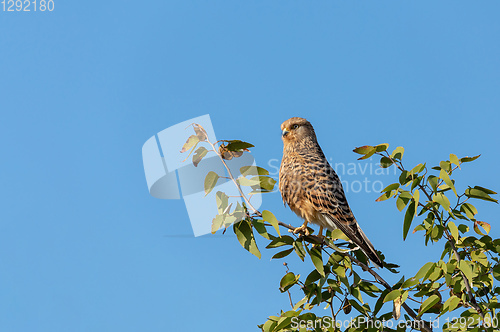 Image of Greater kestrel, Etosha, Namibia safari wildlife