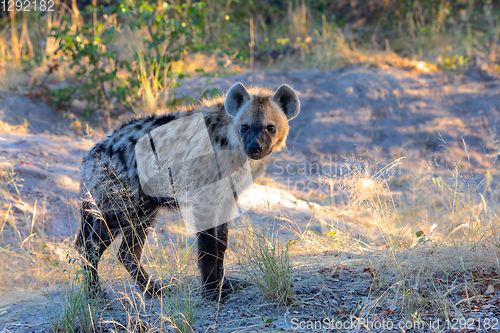 Image of Spotted hyena, Botswana Africa wildlife