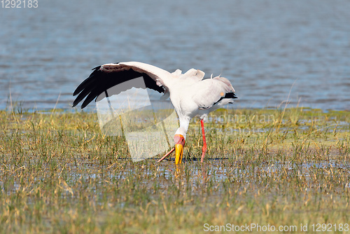 Image of Yellow-billed stork, Botswana Africa wildlife