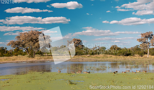 Image of Moremi game reserve landscape, Africa wilderness