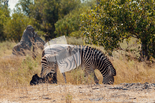 Image of zebra foal Botswana Africa wildlife safari