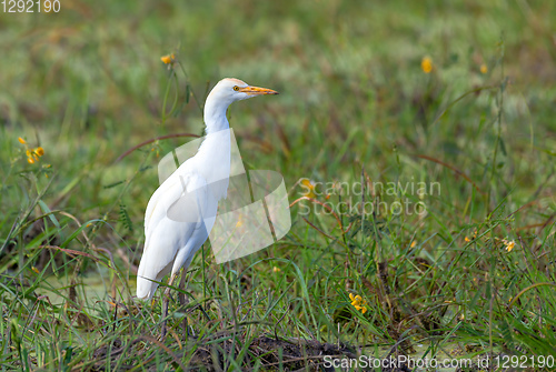 Image of cattle egret Botswana Africa safari wildlife