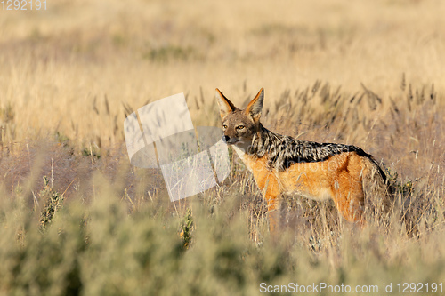 Image of black-backed jackal Namibia, africa safari wildlife