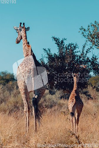 Image of giraffe with calf, Africa wildlife safari